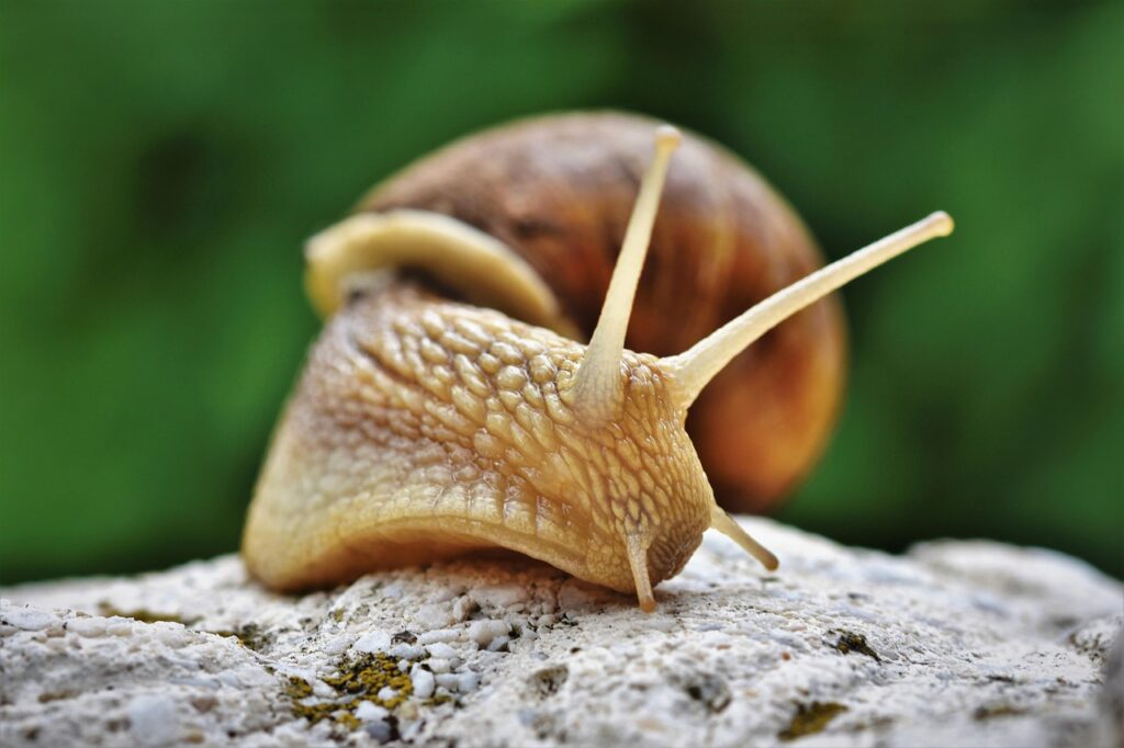 snail, shell, mollusk, gastropod, snail shell, animal, animal world, probe, mucus, casing, crawl, slowly, nature, close up, snail, snail, snail, snail, snail